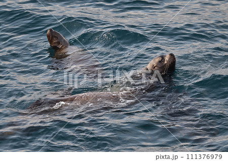 トド104（北海道） 111376979