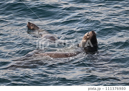 トド105（北海道） 111376980