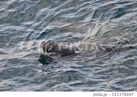 トド90（北海道） 111376997