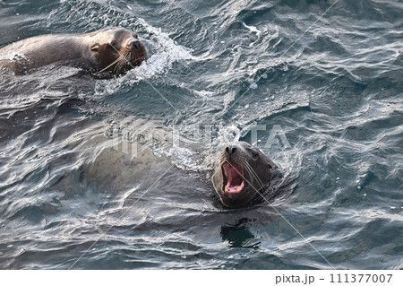 トド95（北海道） 111377007