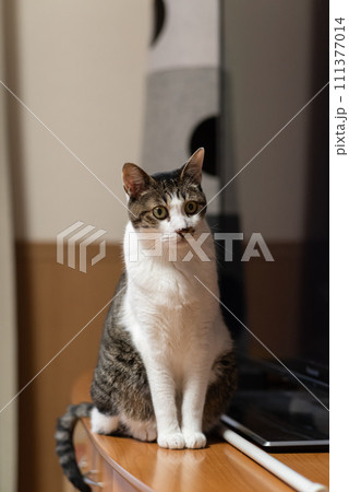 見つめる猫　キジトラ猫 111377014