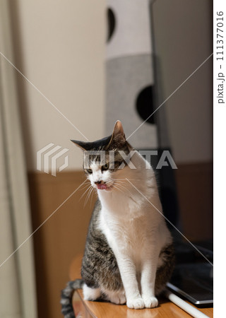 見つめる猫　キジトラ猫 111377016