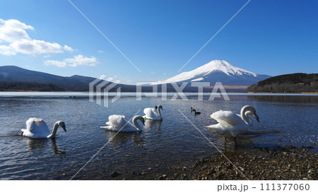富士山と山中湖の水鳥 富士山と山中湖の水鳥 111377060