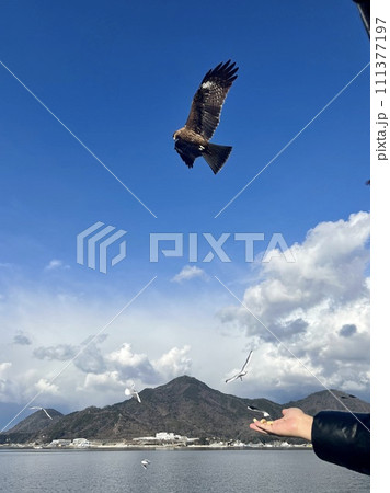 三津港遊覧船 、とんびに餌やり 三津港遊覧船 、とんびに餌やり 111377197