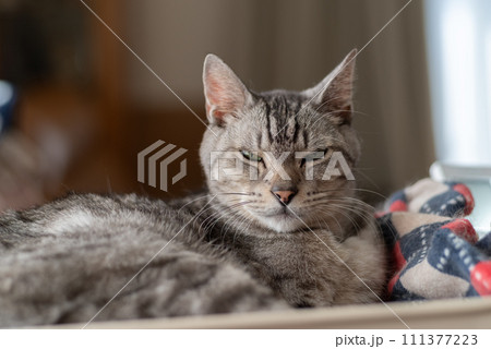 見つめる猫　サバトラ猫 111377223