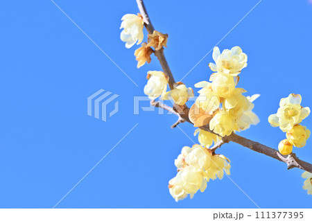 満開のロウバイと爽やかな青空 満開のロウバイと爽やかな青空 111377395