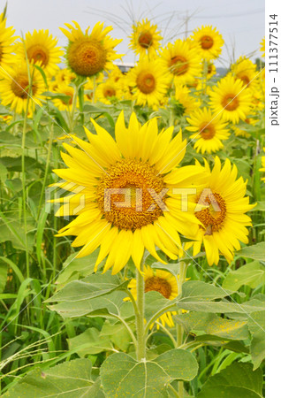 夏の花のある風景 111377514