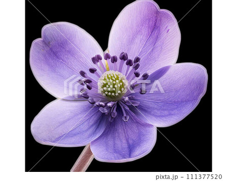 AI-generated content. A vibrant purple flower with a green center on black, macro photography 111377520
