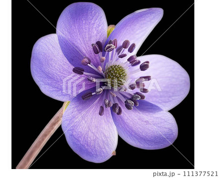 AI-generated content. A close up of a purple flower on a black background 111377521