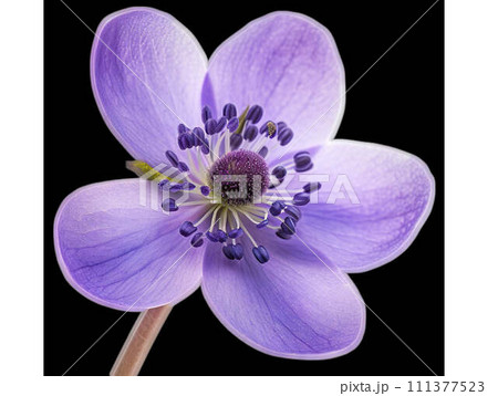 AI-generated content. Closeup of purple flower, a stunning macro capture in still life photography. 111377523
