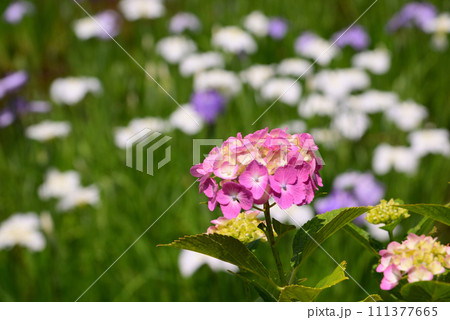 菖蒲と紫陽花の花の寺・正覚寺 111377665