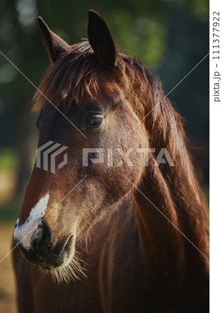 close up head of female horse standing outdoor 111377922