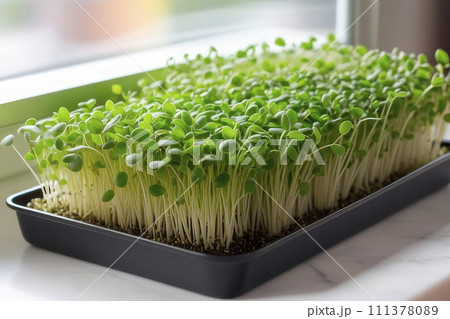 Fresh Close up microgreens in a tray on the home windowsill. 111378089