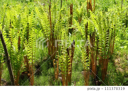 ゼンマイ　葉が開いたところ　山野草 111378319