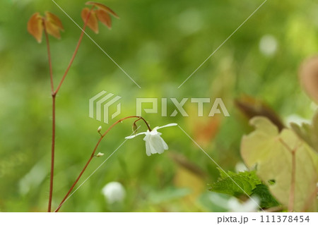 バイカイカリソウ 林の下草 小さい白い花 山野草 バイカイカリソウ 林の下草 小さい白い花 山野草 111378454