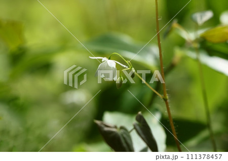 バイカイカリソウ　林の下草　小さい白い花　山野草 111378457