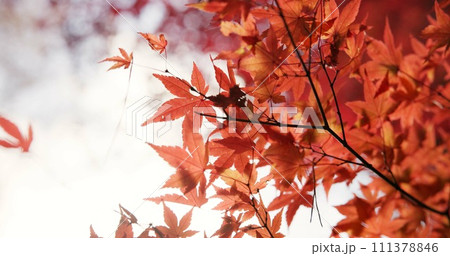 Japan, nature and leaves in forest at Autumn with park, trees and woods in countryside of Kyoto. Red, rainforest and plants change to orange in fall, environment or travel to garden or backyard 111378846