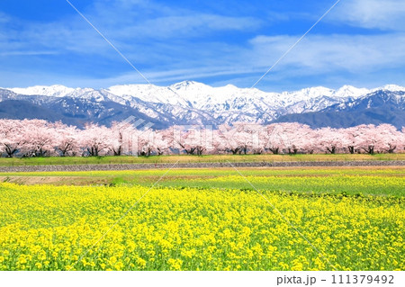 あさひ舟川春の四重奏 あさひ舟川春の四重奏 111379492