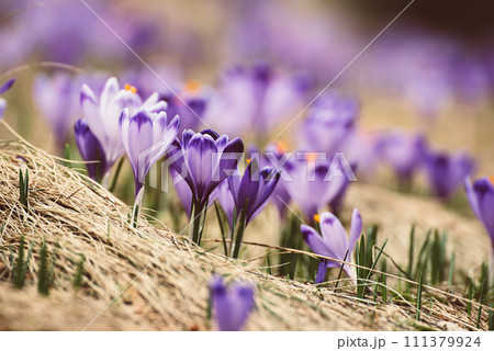 Spring crocus flowers, Easter background Spring crocus flowers, Easter background 111379924