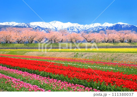 あさひ舟川春の四重奏 あさひ舟川春の四重奏 111380037