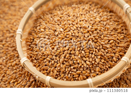 小麦 111380518