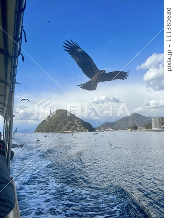 海上を飛ぶトビ 海上を飛ぶトビ 111380680