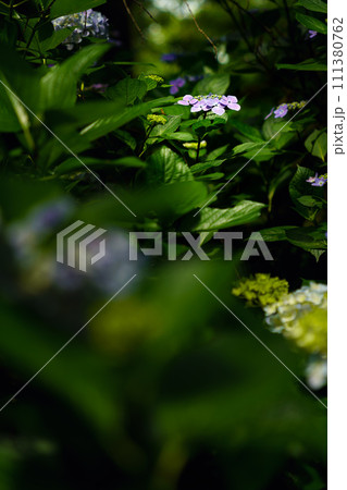 紫陽花 111380762