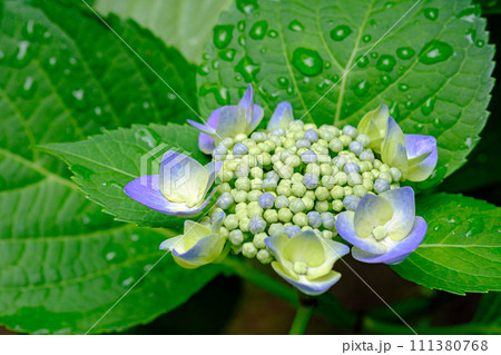 紫陽花 111380768
