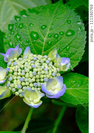 紫陽花 紫陽花 111380769
