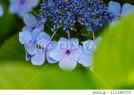 紫陽花 紫陽花 111380779