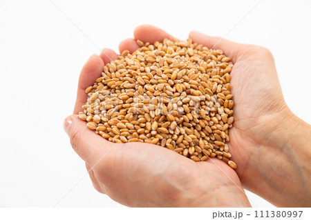 小麦を持つ女性の手 111380997