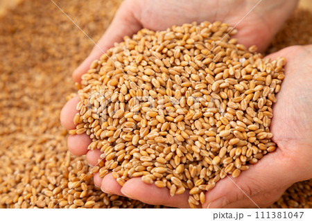 小麦を持つ女性の手 111381047