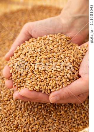 小麦を持つ女性の手 111381048