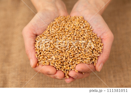 小麦を持つ女性の手 111381051
