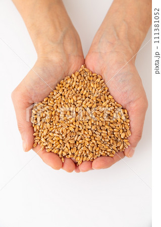小麦を持つ女性の手 111381052