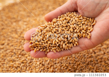 小麦を持つ女性の手 111381053