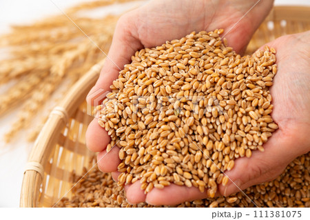 小麦を持つ女性の手 111381075
