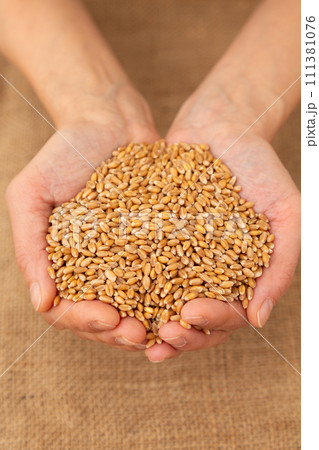 小麦を持つ女性の手 111381076