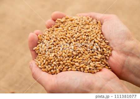 小麦を持つ女性の手 111381077