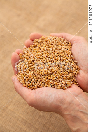 小麦を持つ女性の手 111381078
