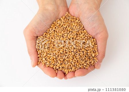 小麦を持つ女性の手 111381080
