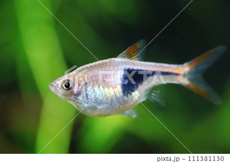 Beautiful harlequin rasbora fish female Beautiful harlequin rasbora fish female 111381130