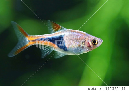 Beautiful harlequin rasbora fish male Beautiful harlequin rasbora fish male 111381131