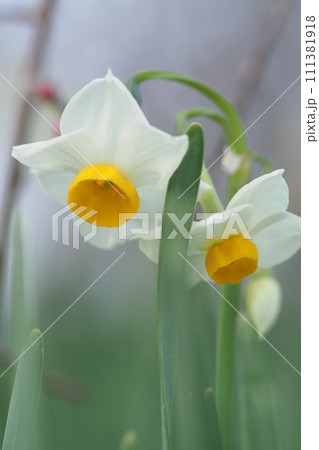 水仙の花のあっぷ 水仙の花のあっぷ 111381918