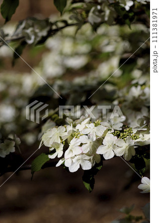 白いヤブデマリの花 111381971