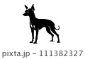 可愛いミニチュアピンシャーのシルエット 111382327