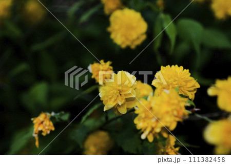 黄色いヤマブキの花 黄色いヤマブキの花 111382458