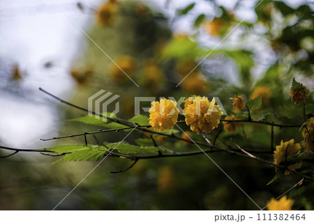黄色いヤマブキの花 黄色いヤマブキの花 111382464