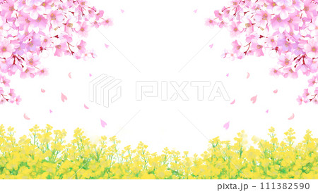 桜と菜の花畑 白背景 透過 16:9 桜と菜の花畑 白背景 透過 16:9 111382590