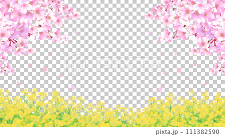 桜と菜の花畑 白背景 透過 16:9 桜と菜の花畑 白背景 透過 16:9 111382590